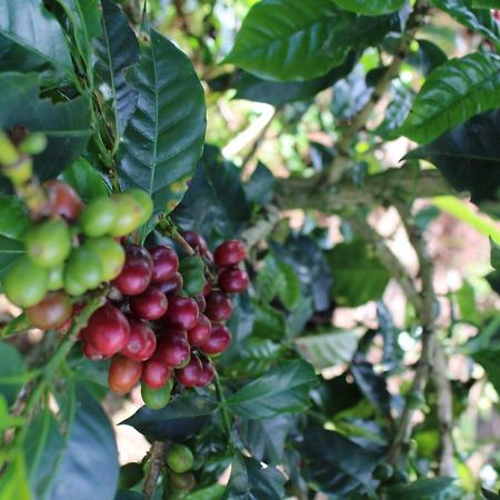 Finca Cafetera El Coral Jardín Eksteriør billede